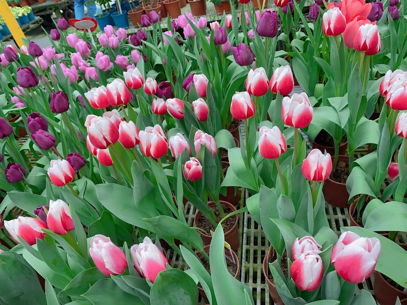 田尾公路花園全攻略:賞花、拍照、購物一次滿足