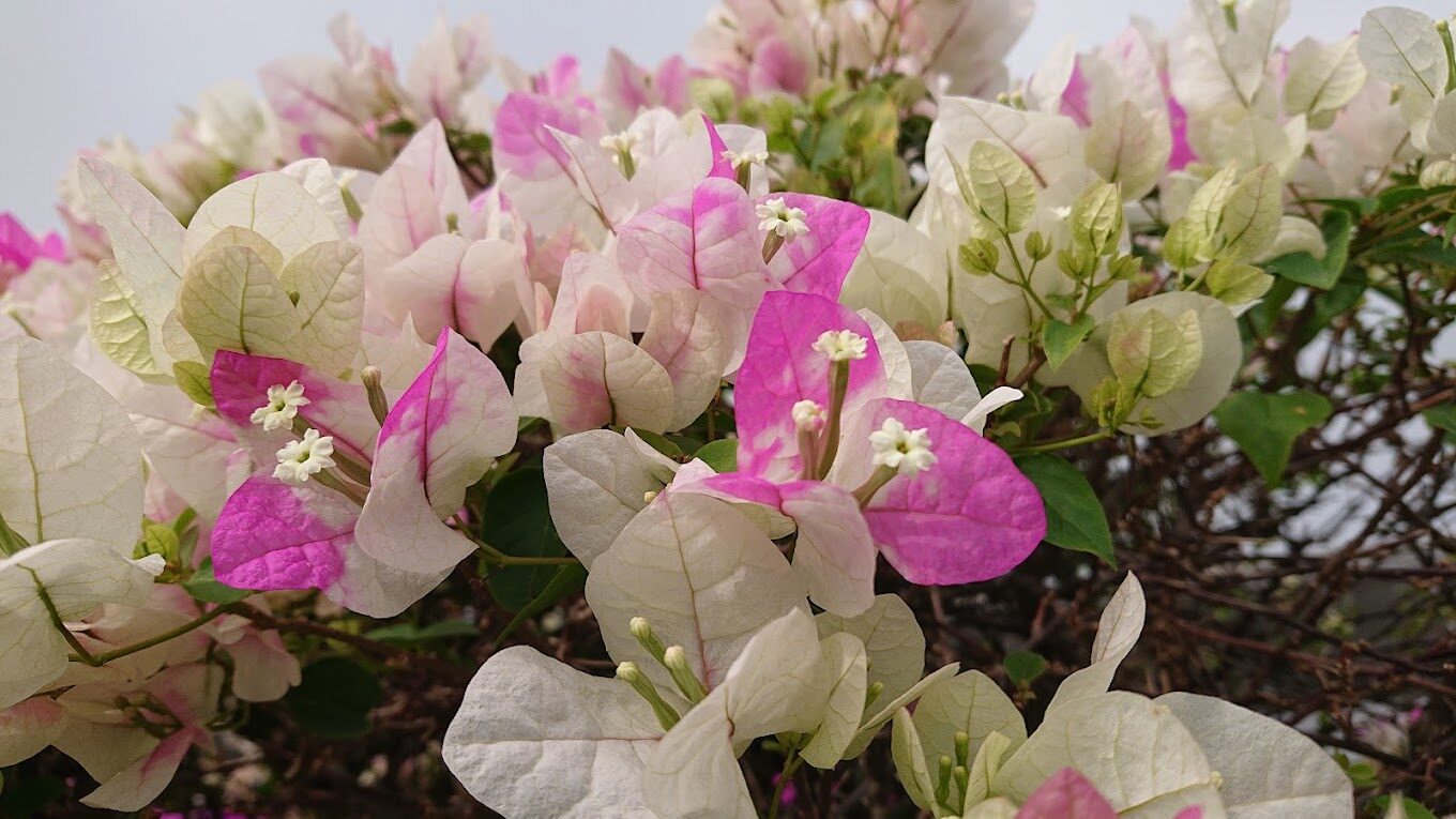 田尾公路花園全攻略:賞花、拍照、購物一次滿足