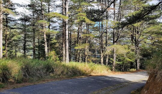 大雪山神木步道全攻略