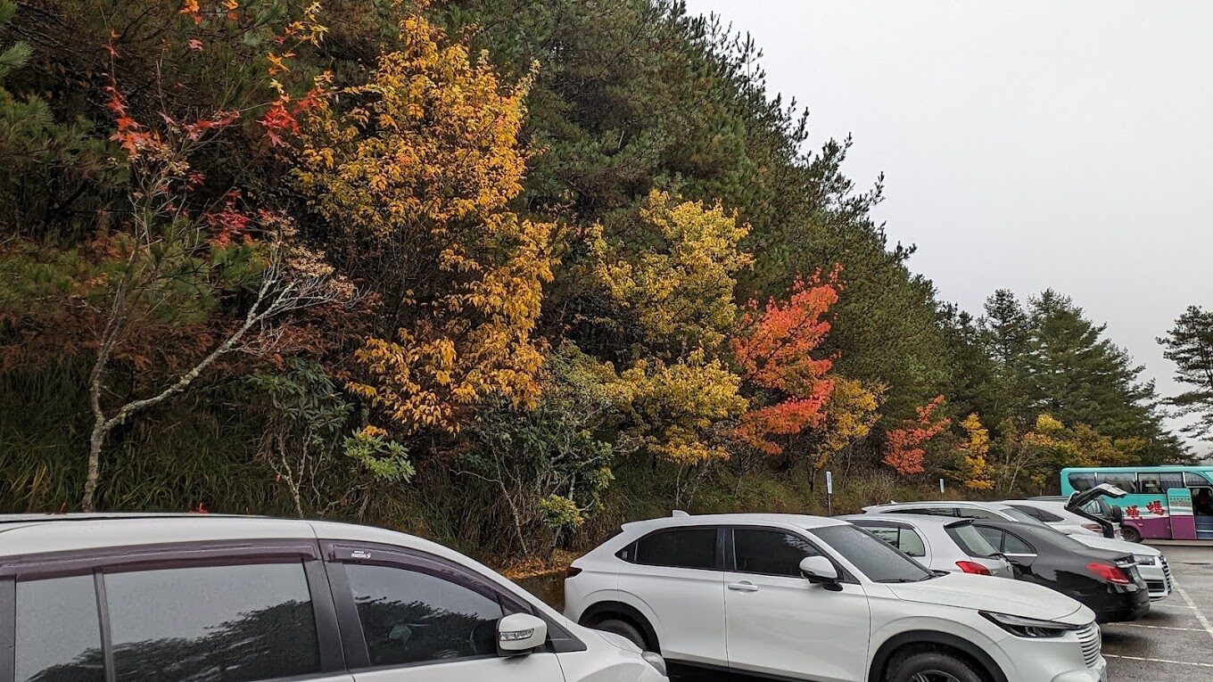 大雪山神木步道全攻略