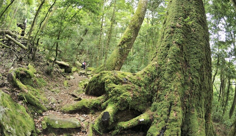 大雪山神木步道全攻略