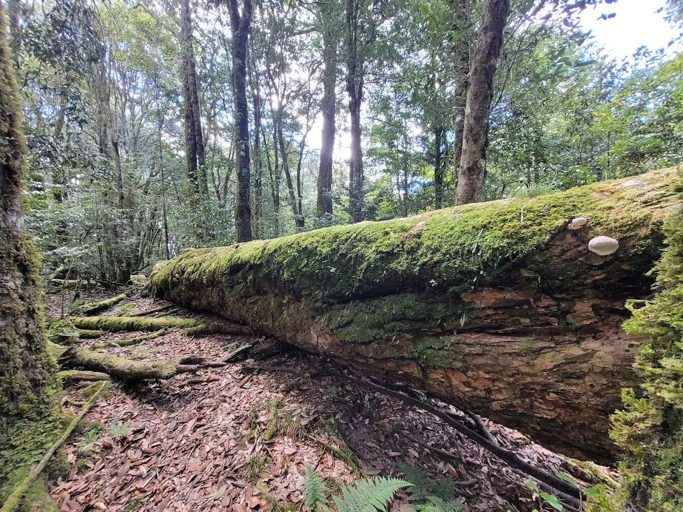 大雪山神木步道全攻略