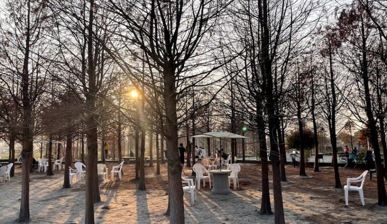 落羽松最佳觀賞時節與地點：掌握秋冬美景不錯過