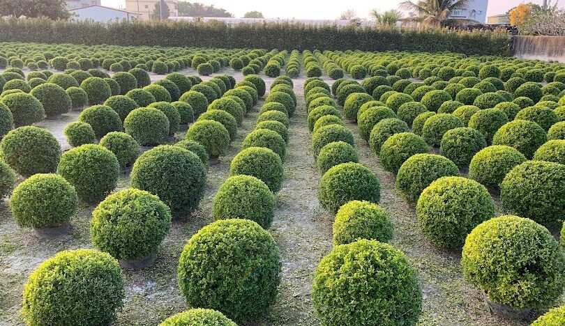 彰化田尾網美打卡熱點:最新景點與拍照技巧