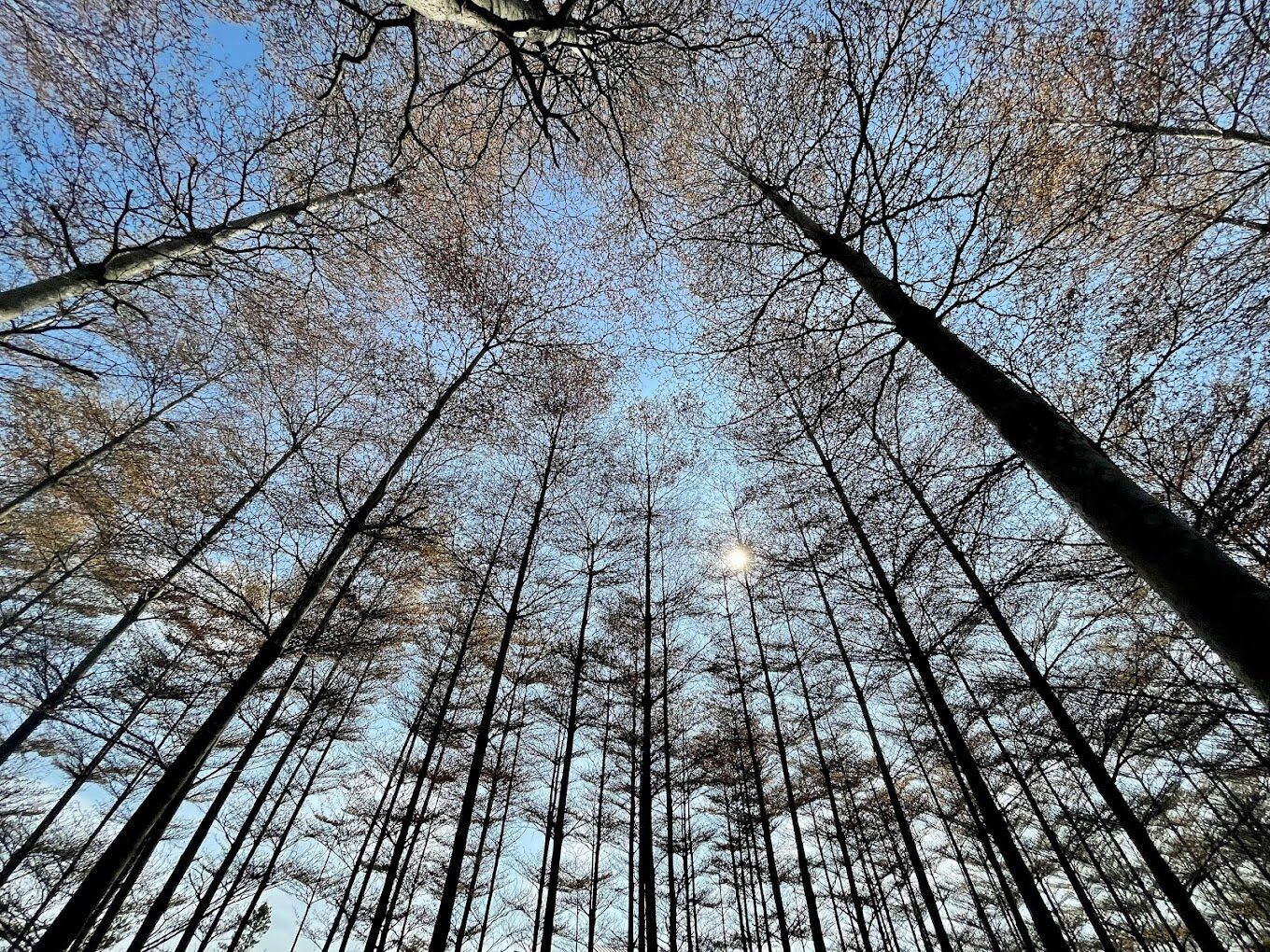 彰化田尾網美打卡熱點:最新景點與拍照技巧