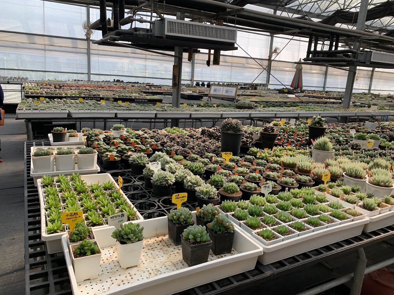 彰化田尾網美打卡熱點:最新景點與拍照技巧