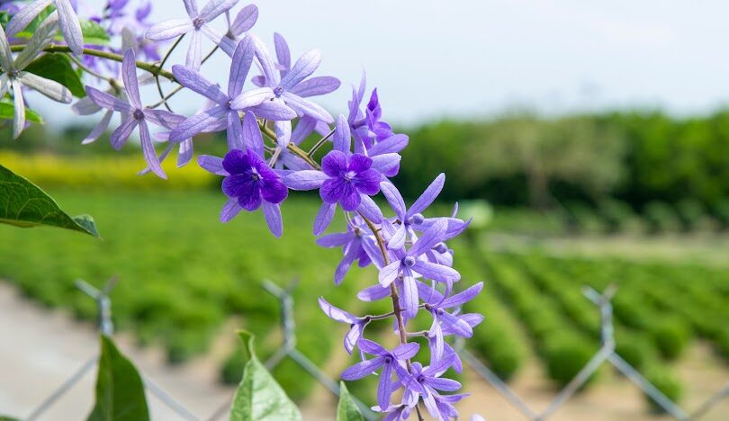 彰化田尾網美打卡熱點:最新景點與拍照技巧