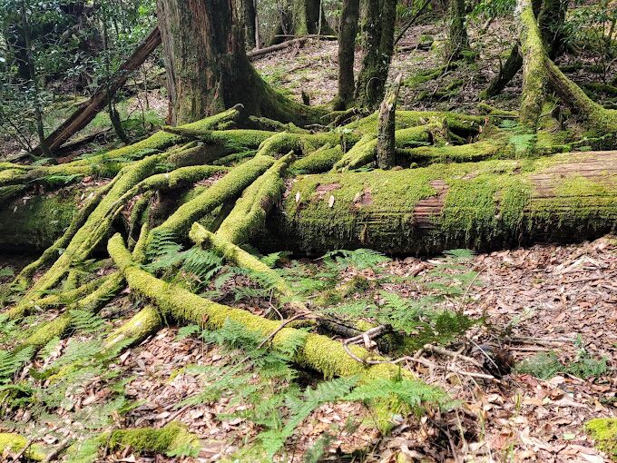 大雪山天池景點介紹