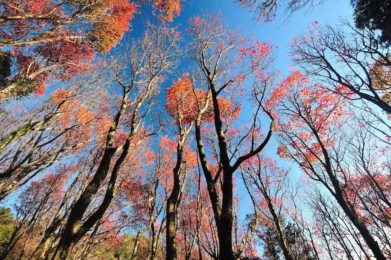 大雪山賞楓最佳時期