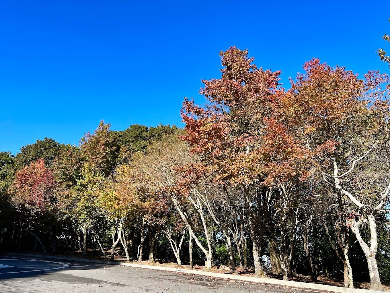 大雪山賞楓最佳時期