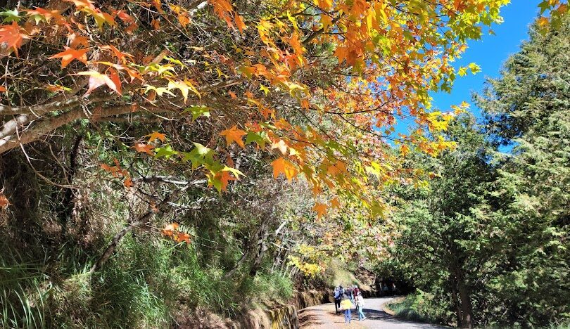 大雪山賞楓最佳時期