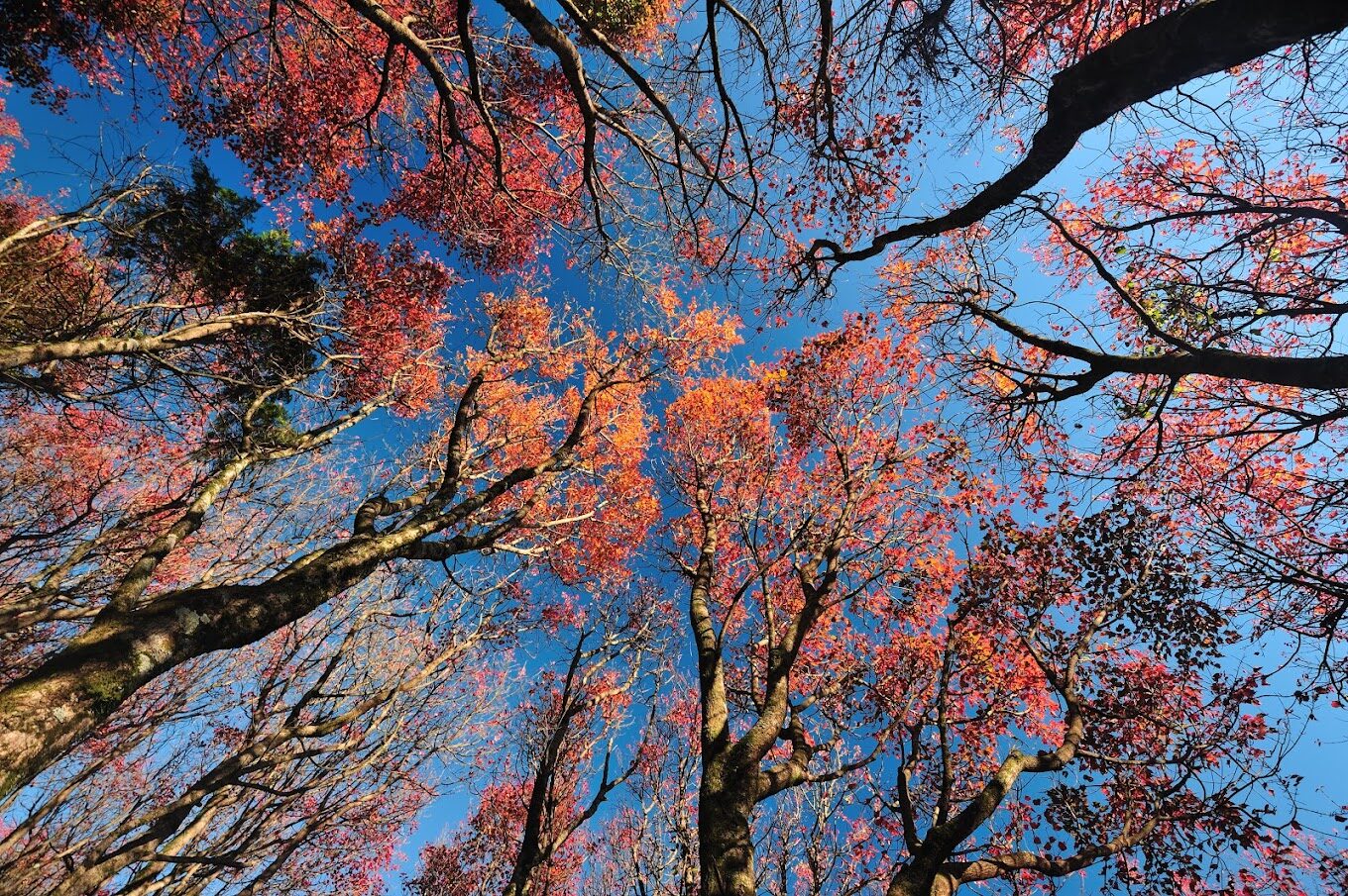 大雪山賞楓最佳時期