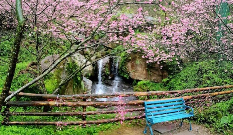 三峽大熊櫻花林交通指南：自駕與大眾運輸路線詳解