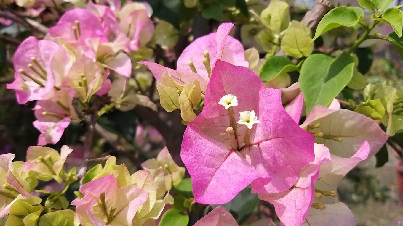 彰化田尾公路花園推薦：最佳路線與交通方式