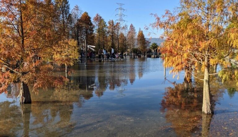 落羽松公園巡禮：城市中的自然美景與休閒好去處