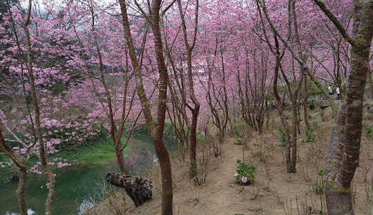 杉林溪旅遊攻略：必訪景點與行程規劃