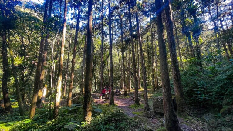 滿月圓國家森林遊樂區交通指南:如何前往這片自然天堂