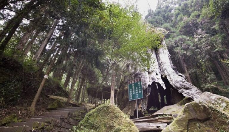 杉林溪交通指南：自駕與大眾運輸路線詳解