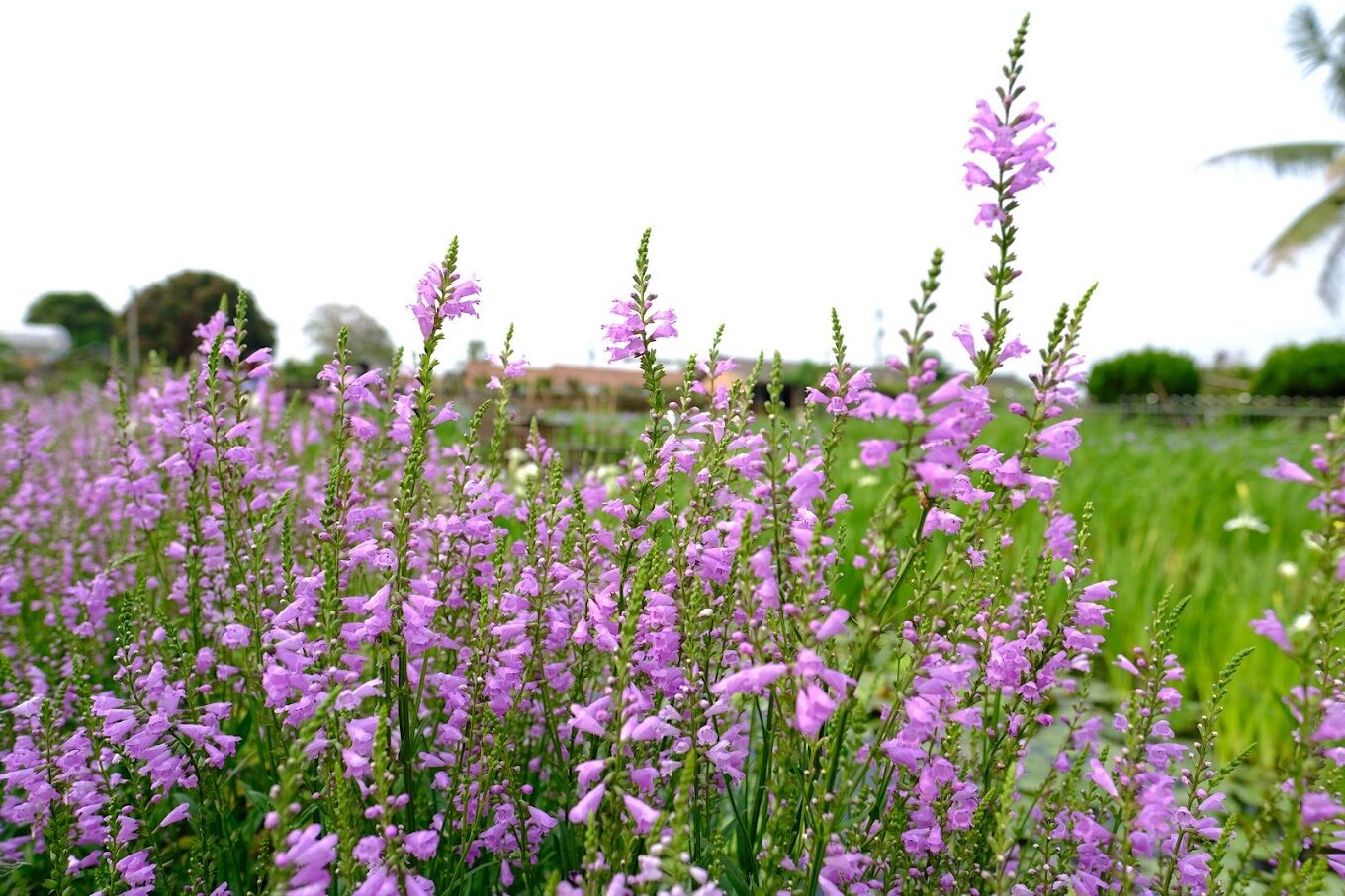 彰化秘境大公開：田尾鄉的隱藏美景與拍照景點