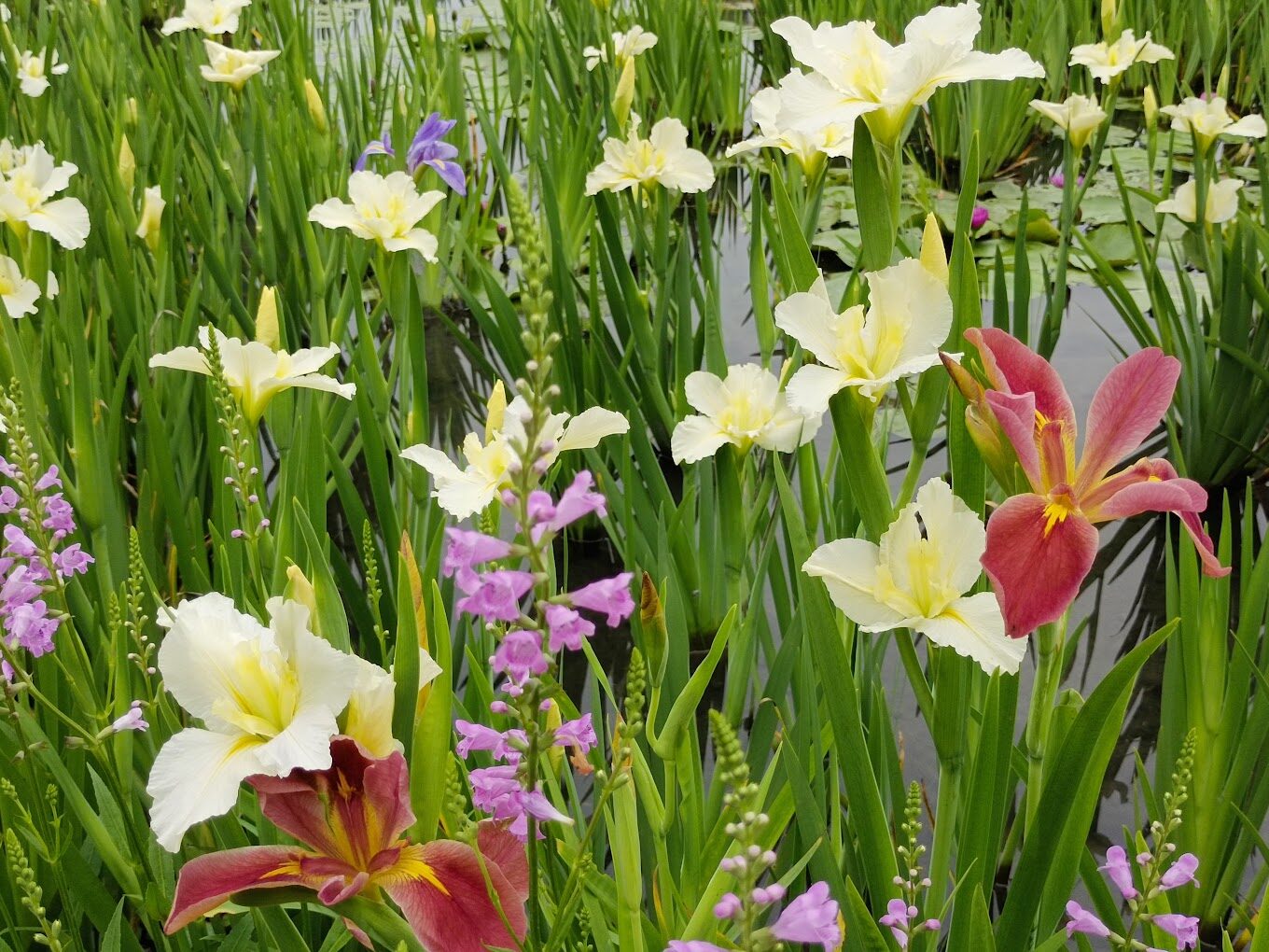 彰化秘境大公開：田尾鄉的隱藏美景與拍照景點