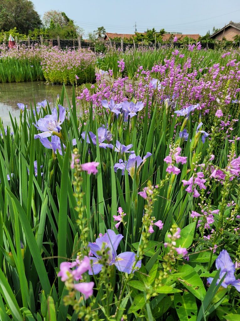 彰化秘境大公開：田尾鄉的隱藏美景與拍照景點