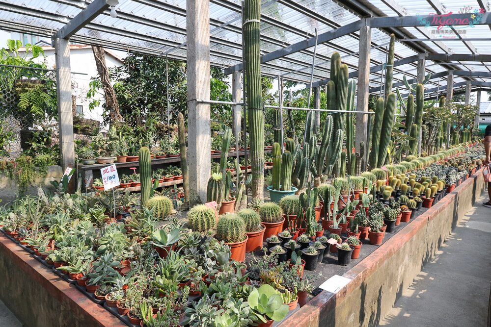 彰化秘境大公開：田尾鄉的隱藏美景與拍照景點