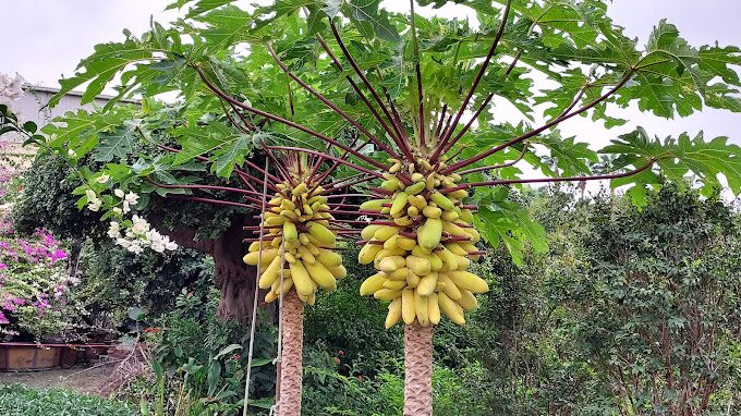 田尾花園公路一日遊：網美景點與美食地圖