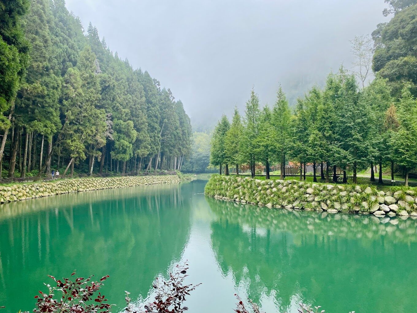 杉林溪賞螢秘境：夜間生態體驗全攻略