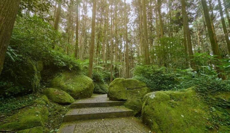 溪頭自然教育園區旅遊指南：探索南投的綠色秘境