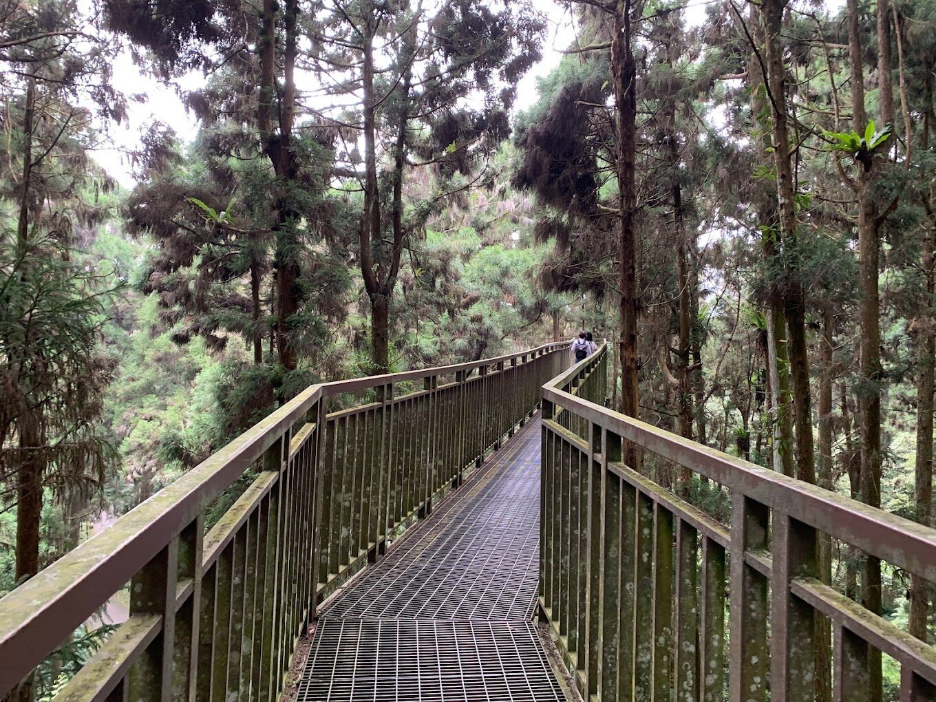 溪頭自然教育園區旅遊指南：探索南投的綠色秘境