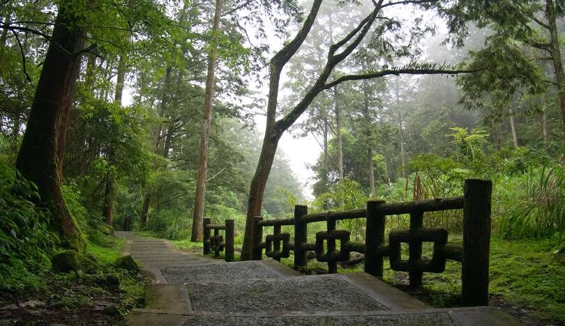 溪頭自然教育園區旅遊指南：探索南投的綠色秘境