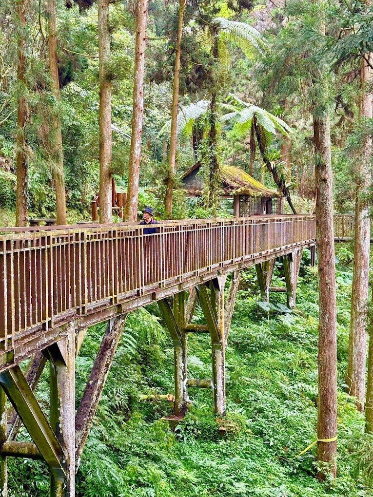 溪頭自然教育園區旅遊指南：探索南投的綠色秘境
