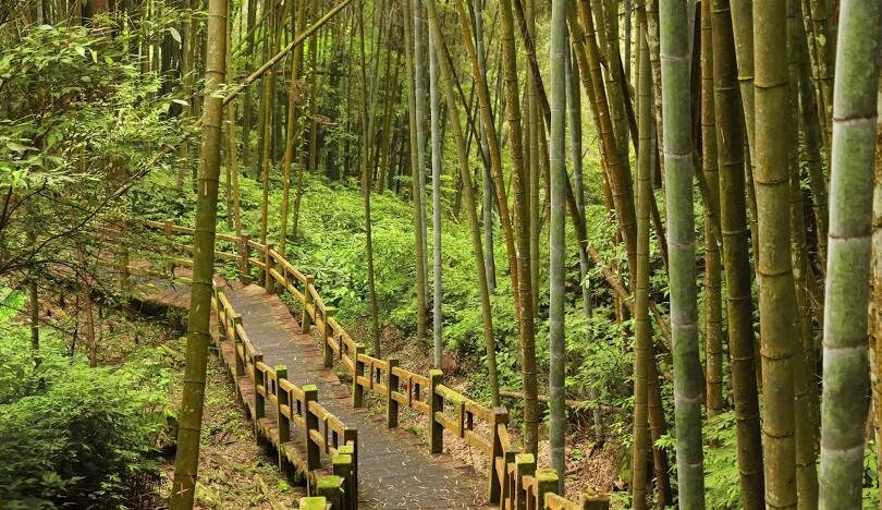 奮起湖一日遊：搭阿里山小火車探索山中秘境