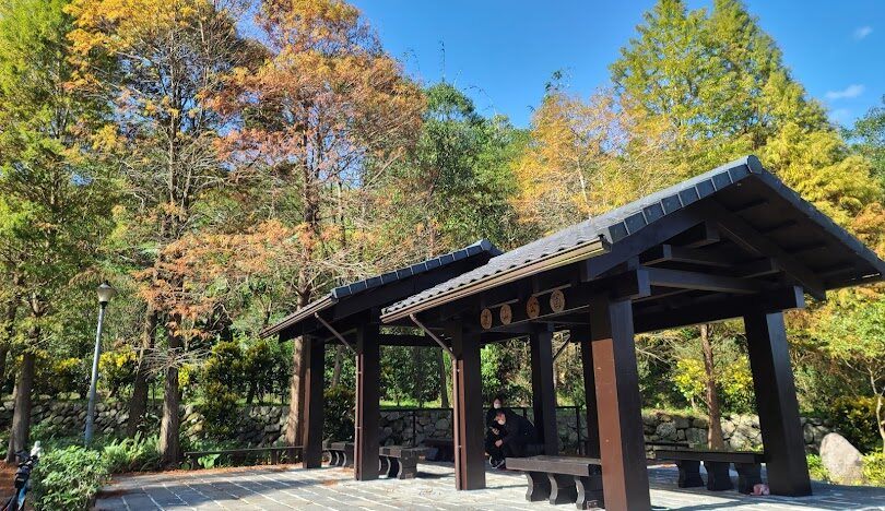 台北落羽松秘境大公開：秋冬必訪的五大絕美景點