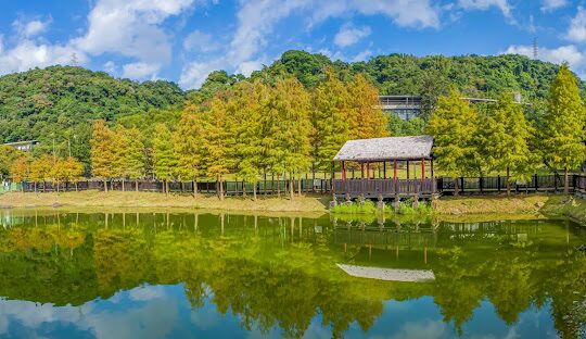 台北落羽松秘境大公開：秋冬必訪的五大絕美景點