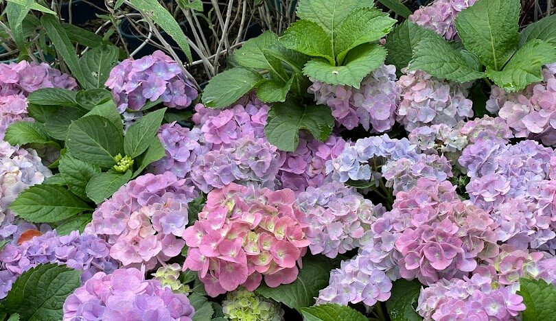 台北落羽松秘境大公開：秋冬必訪的五大絕美景點