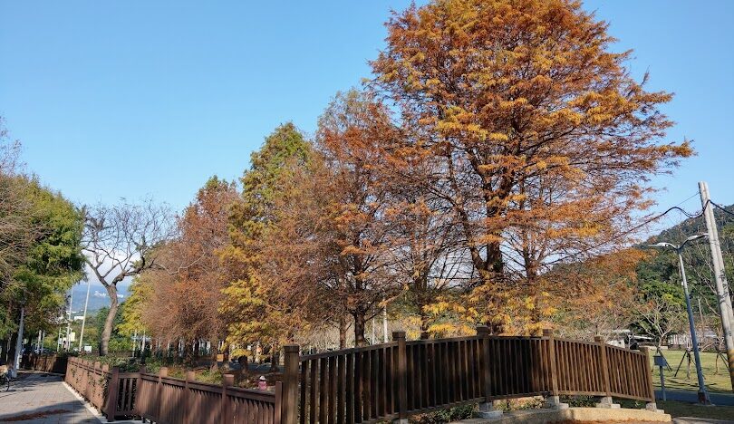 台北落羽松秘境大公開：秋冬必訪的五大絕美景點