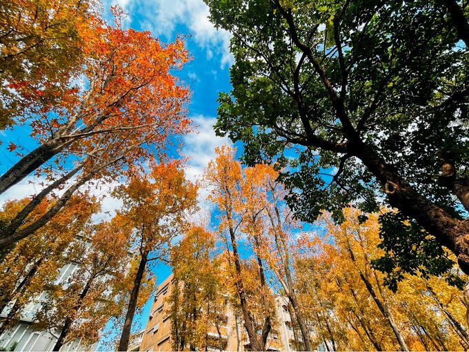 台北落羽松秘境大公開：秋冬必訪的五大絕美景點