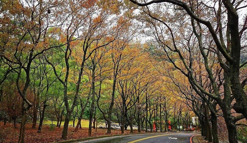 台灣賞楓景點推薦：必訪的十大秘境