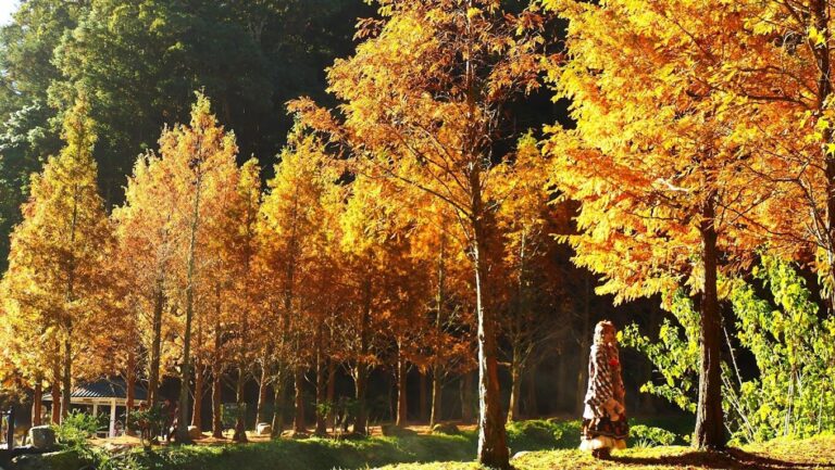 杉林溪水杉林美景：最佳觀賞時間與地點