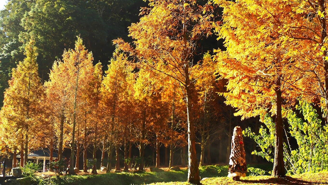 杉林溪水杉林美景：最佳觀賞時間與地點