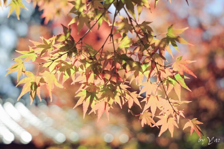 台灣賞楓景點推薦：必訪的十大秘境