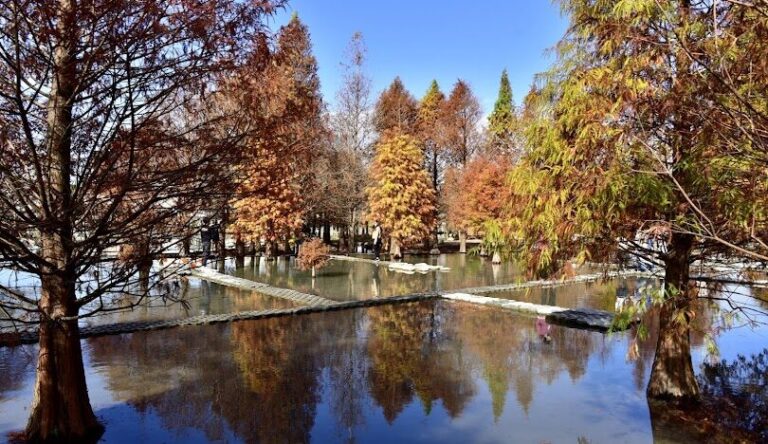 全台落羽松景點推薦：從北到南的夢幻賞景路線