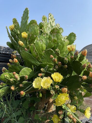 彰化田尾一日遊攻略：必訪景點與美食推薦