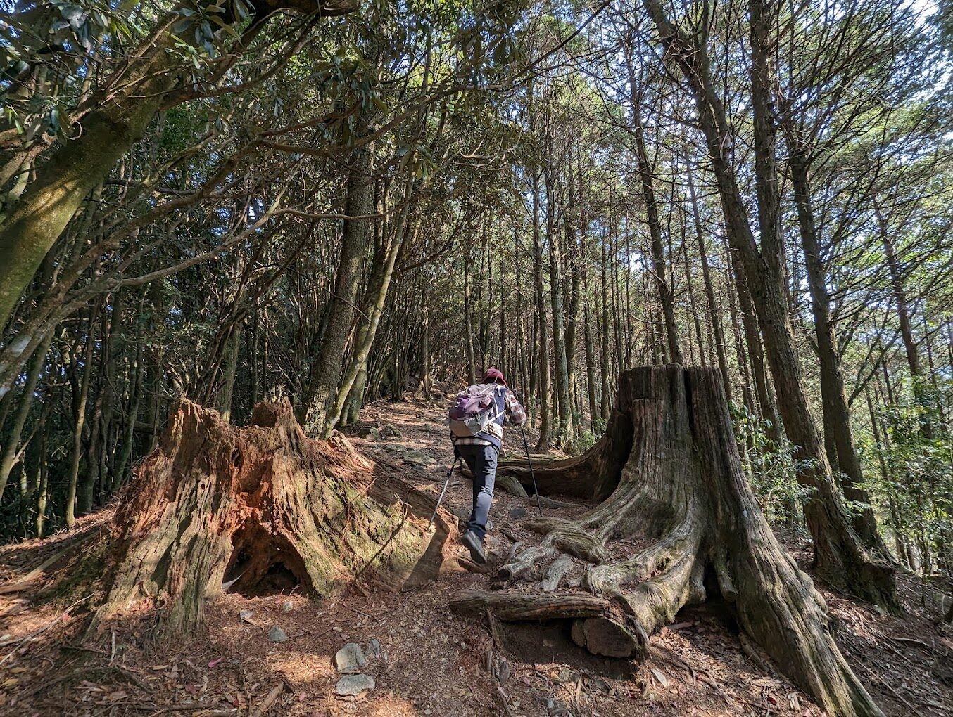 大雪山森林遊樂區步道推薦