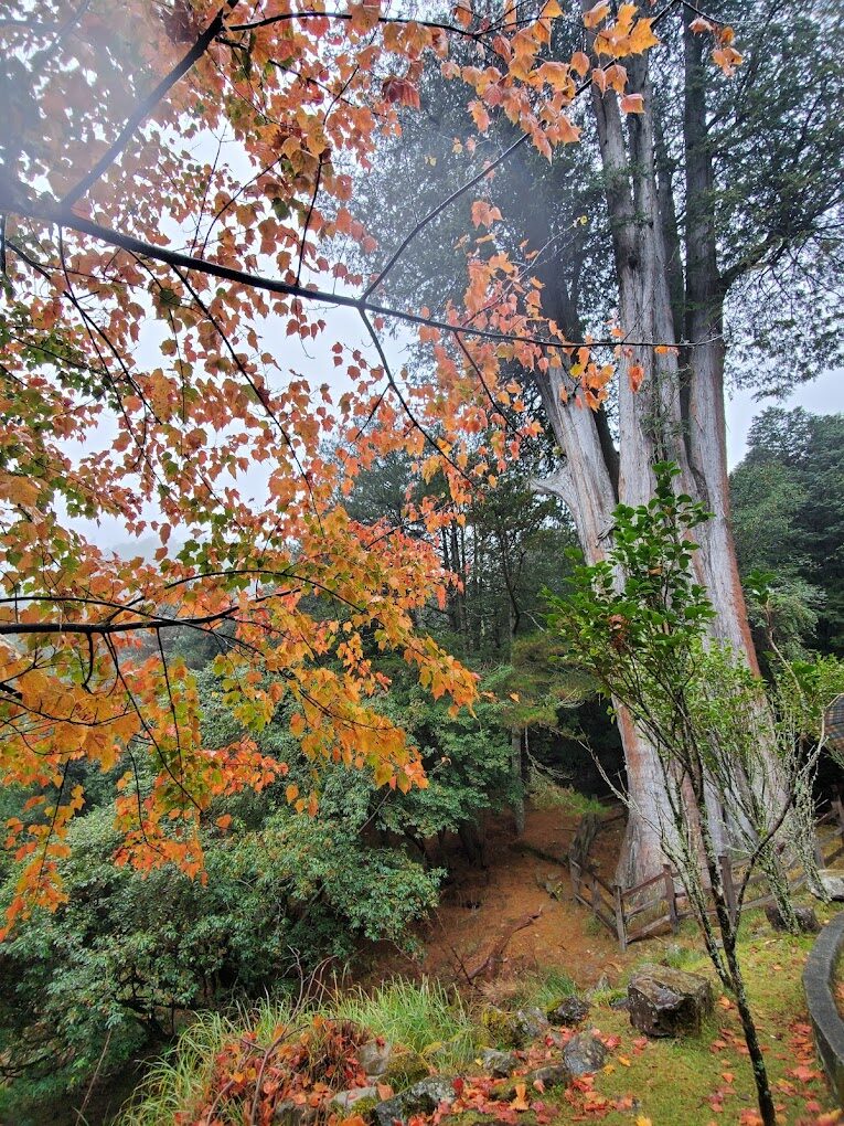 大雪山森林遊樂區步道推薦