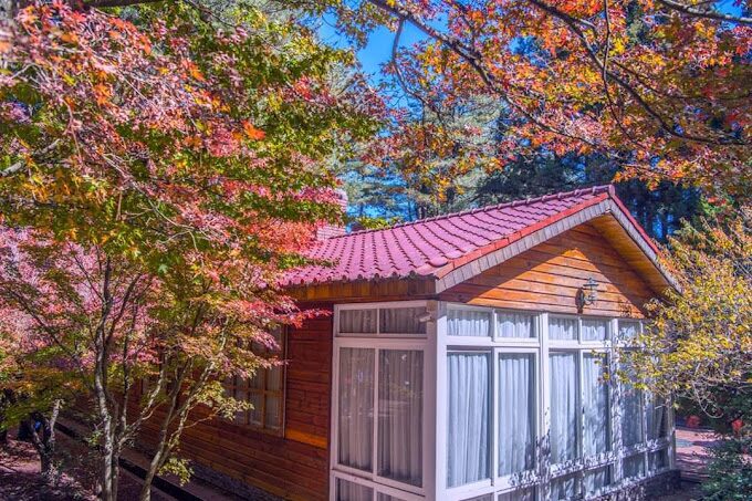 台灣秋季賞楓攻略：熱門景點與交通指南