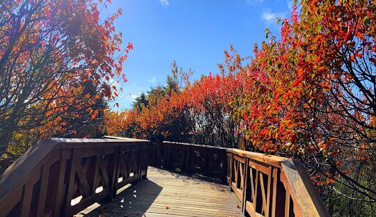 小笠原山觀景台最佳季節：何時造訪最合適？