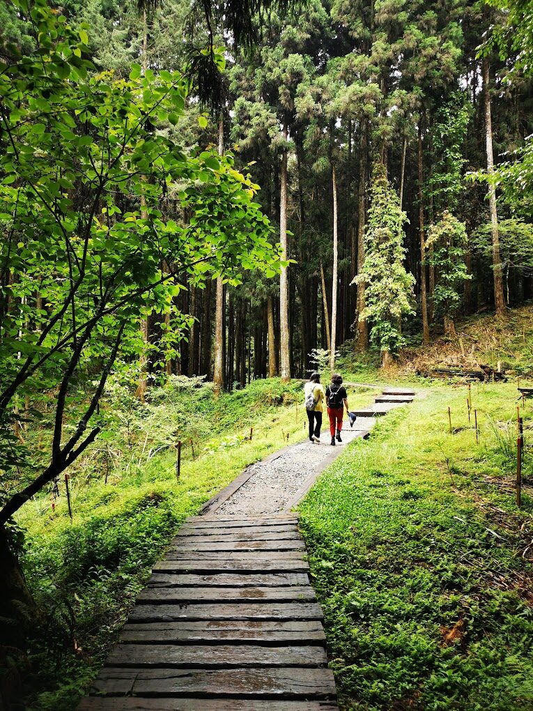 探訪杉林溪：南投森林中的綠色天堂