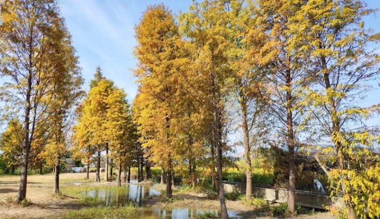 泰安落羽松景點介紹：探索這片自然奇觀